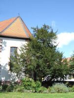 Naturdenkmale in Dietzenbach: Zwei alte Eiben