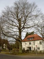 Naturdenkmale in Dreieich: Wildscheuerbuche