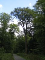 Naturdenkmale in Langen:  Klump-Eiche