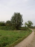 Naturdenkmale in Langen: Sechs Speierlinge