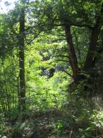 Naturdenkmale in Rödermark: Aufgelassener Steinbruch