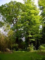 Naturdenkmale in Seligenstadt: Eiche