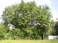 Naturdenkmale in Seligenstadt: Speierling