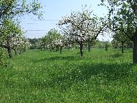 Eine typische Streuobstwiese mit Äpfelbäumen in der Blüte auf dem Gailenberg in Mühlheim.