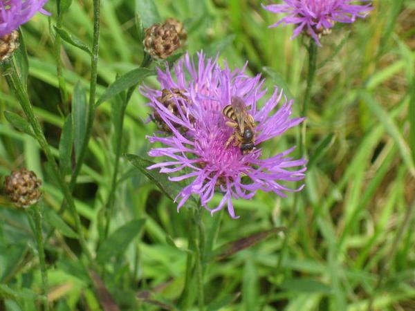 Natur pur! Bienen stehen auf eine große Pflanzenvielfalt, deshalb braucht es mehr Flächen, wo Blumen blühen können.