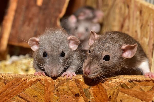 Ratten und Mäuse