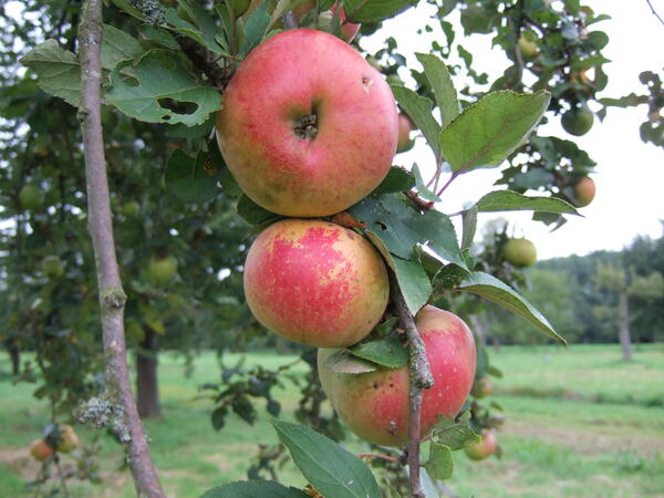 Rote Äpfel hängen an einem Baum auf einer Streuobstwiese und warten darauf, geerntet zu werden.