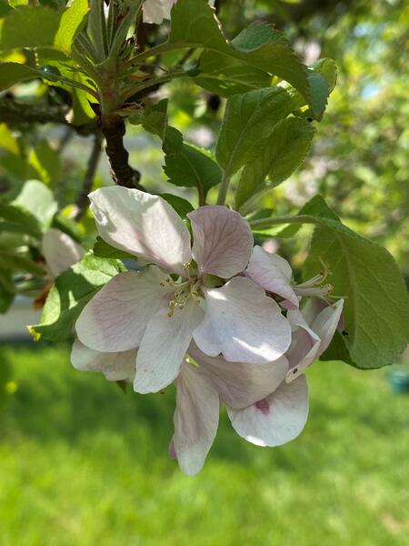 Apfelblüte - Baumblüte