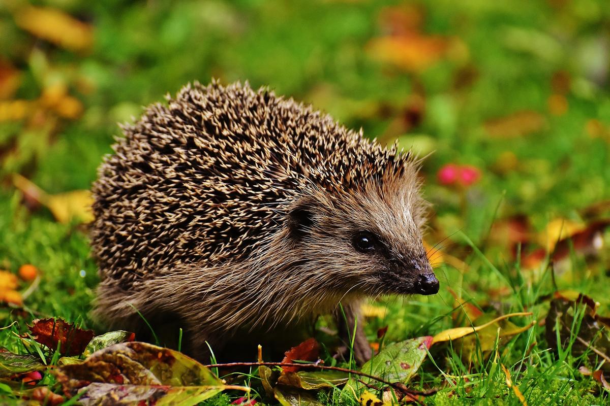 Igel