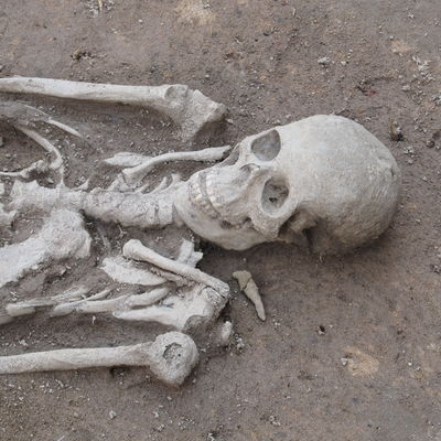 Der Schädel des Skeletts ist zu großen Teilen noch erhalten.