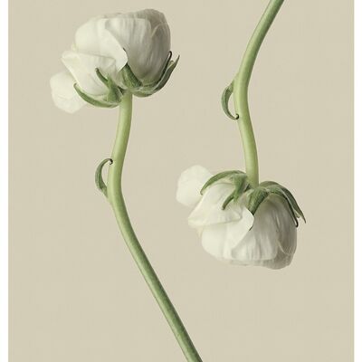 Blumen