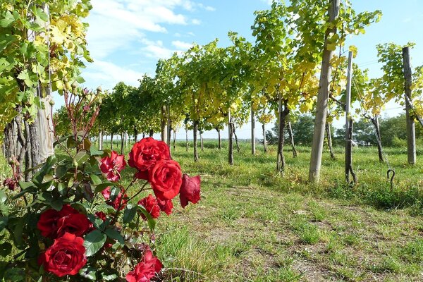 Reben und Rosen