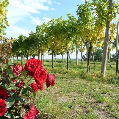 Reben und Rosen
