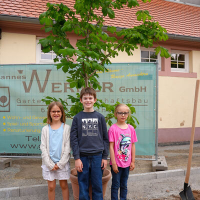 Bild vergr&ouml;&szlig;ern: Wallschule: Kastanie